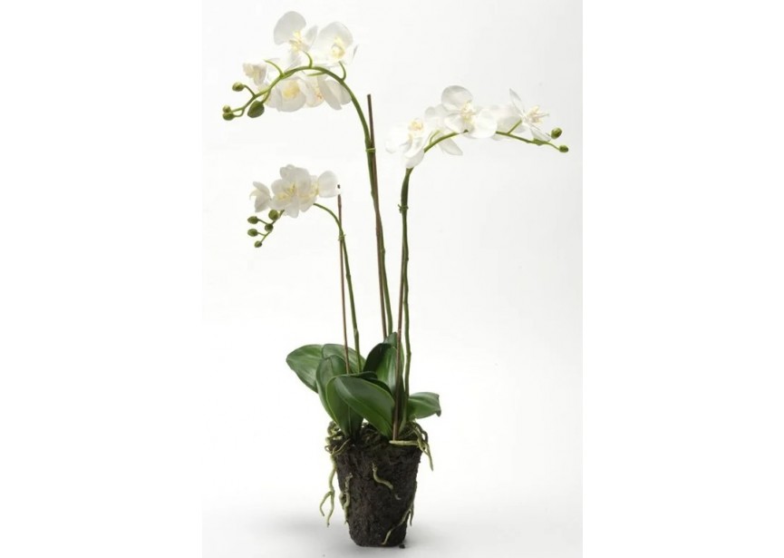 PHALAENOPSIS X3 75CM WHITE SOILED