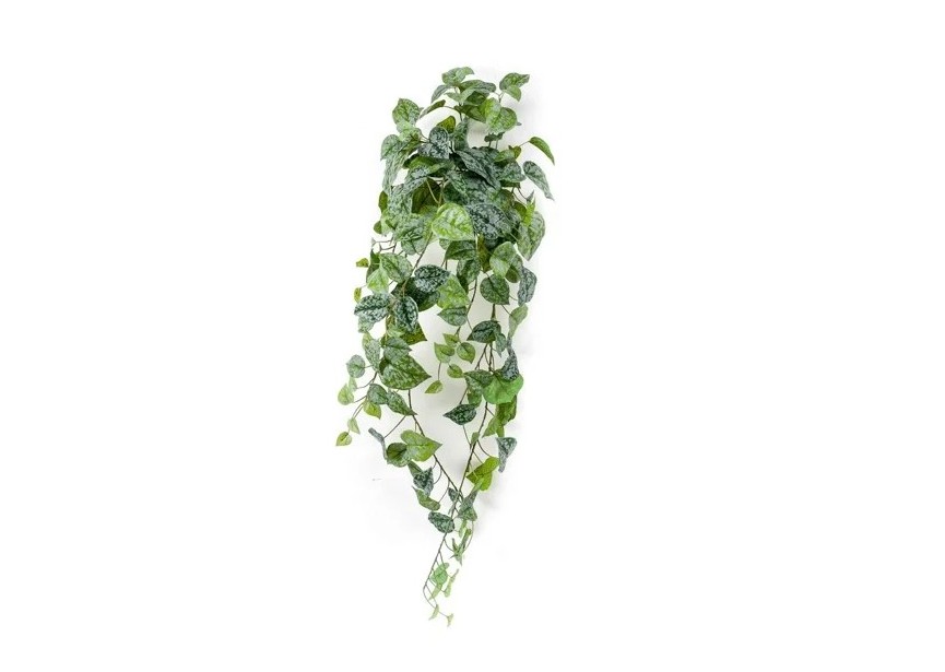 SCINDAPSUS PICTUS HANGING BUSH 90CM GREEN/GREY