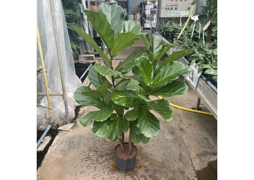 FICUS LYRATA BRANCHED 22/19 H140/150