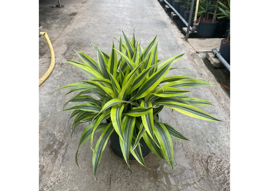 DRACAENA LEMON LINE KOP 5PP 25/19 H55