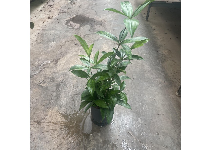 DRACAENA SURCULOSA 15/19 H40