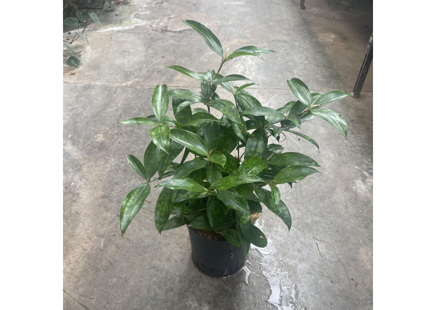 DRACAENA SURCULOSA 18/19 H40/50