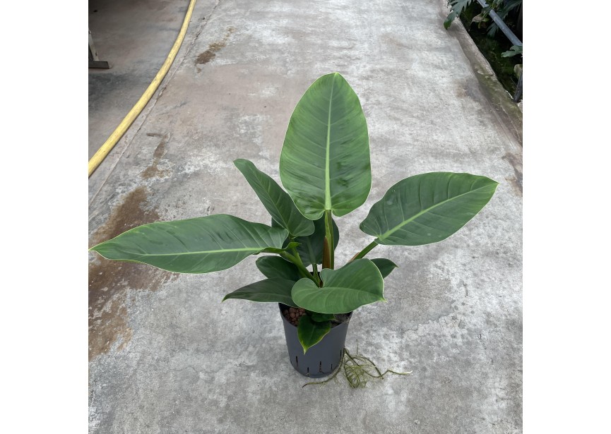 PHILODENDRON IMPERIAL GREEN  15/19 H40