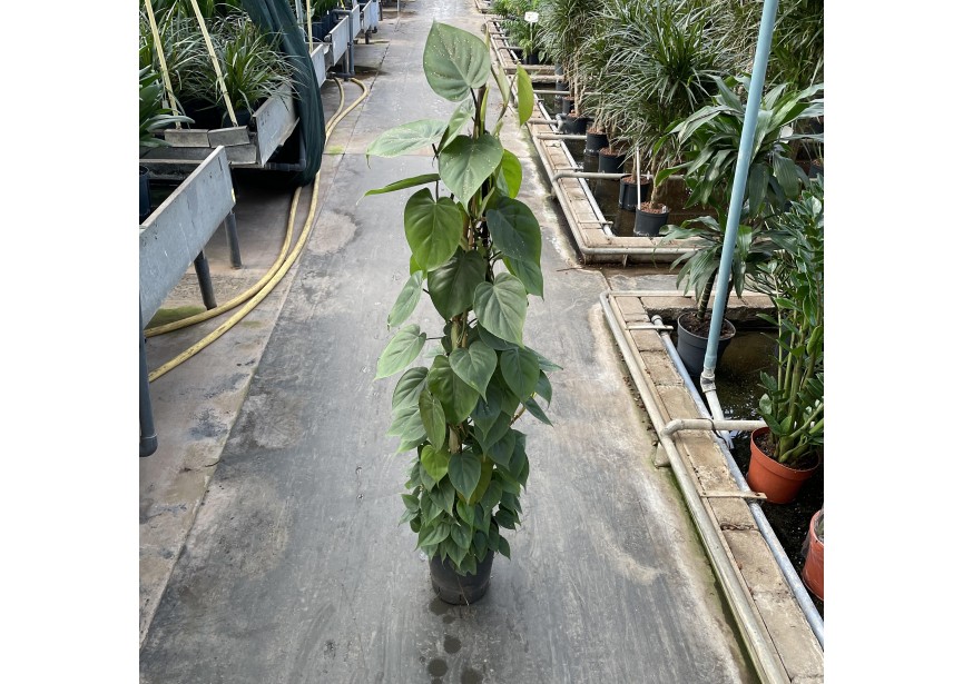 PHILODENDRON SCANDENS PIRAMIDE 18/19 H125