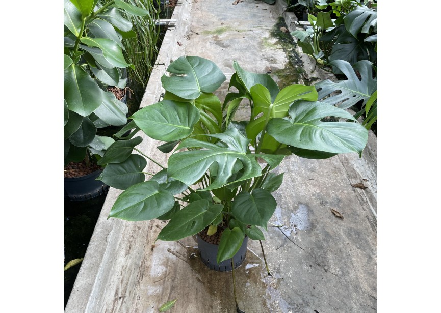 MONSTERA DELICIOSA 2PP 22/19 H70