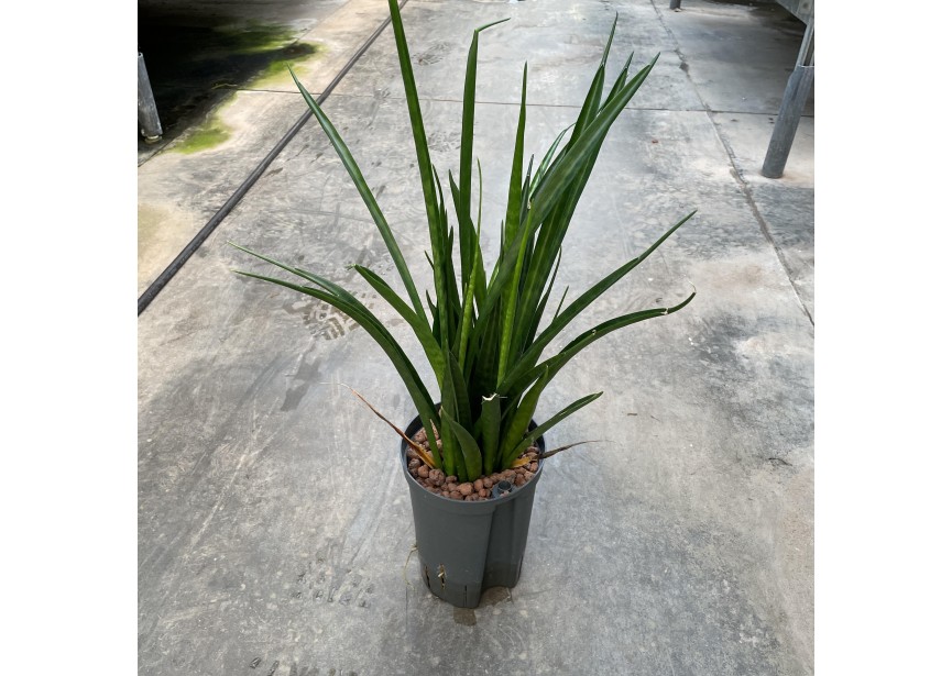 SANSEVIERIA KIRKII FRIENDS 15/19 H40