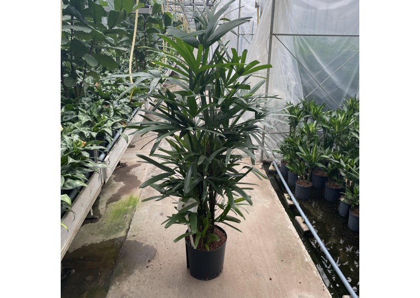 RAPHIS EXCELSA 32/28 H180