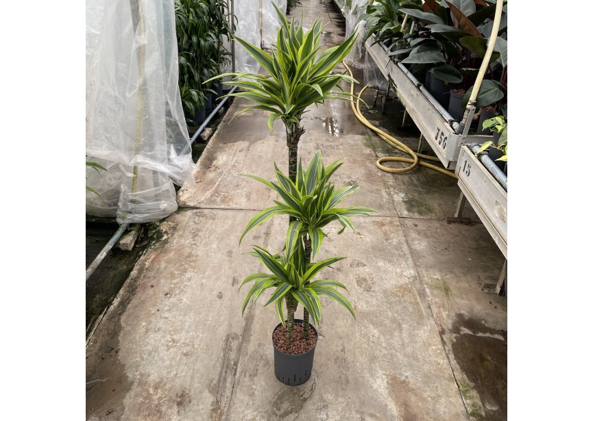 DRACAENA LEMON LINE (90/60/30) 18/19 H130