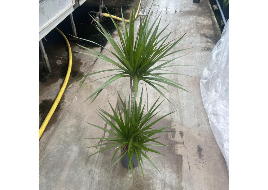 DRACAENA MARGINATA (45/15) 15/19 H90