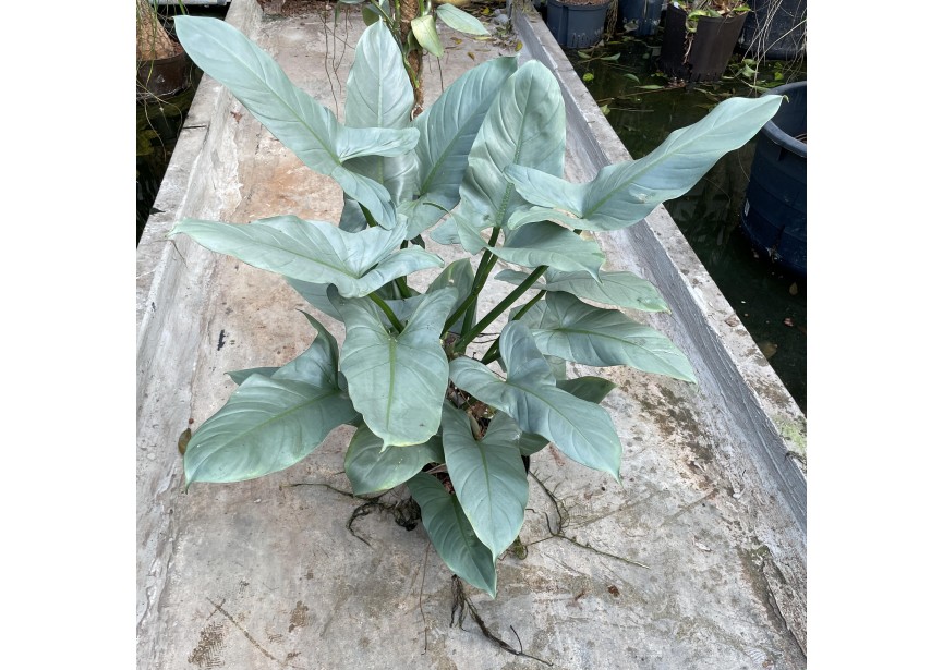 PHILODENDRON SILVER QUEEN 18/19 H60