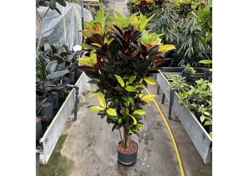 CROTON ICETON BRANCHED 25-28/19 H150