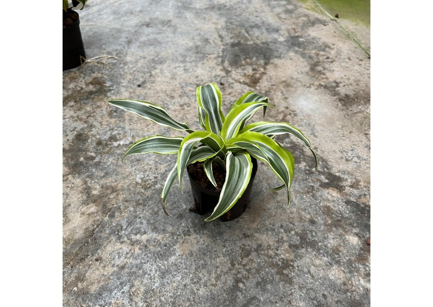 DRACAENA SURPRISE 9/7 H15