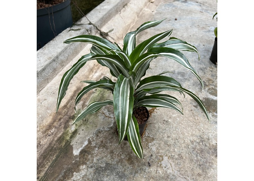 DRACAENA WARNECKII COMPACTA 9/7 H20