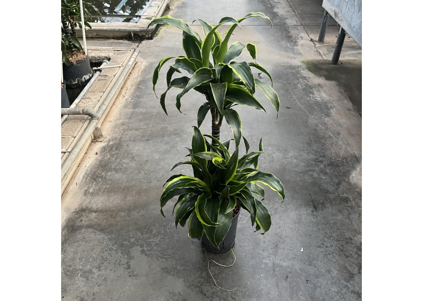 DRACAENA DORADO (45/15) 15/19 H75/80