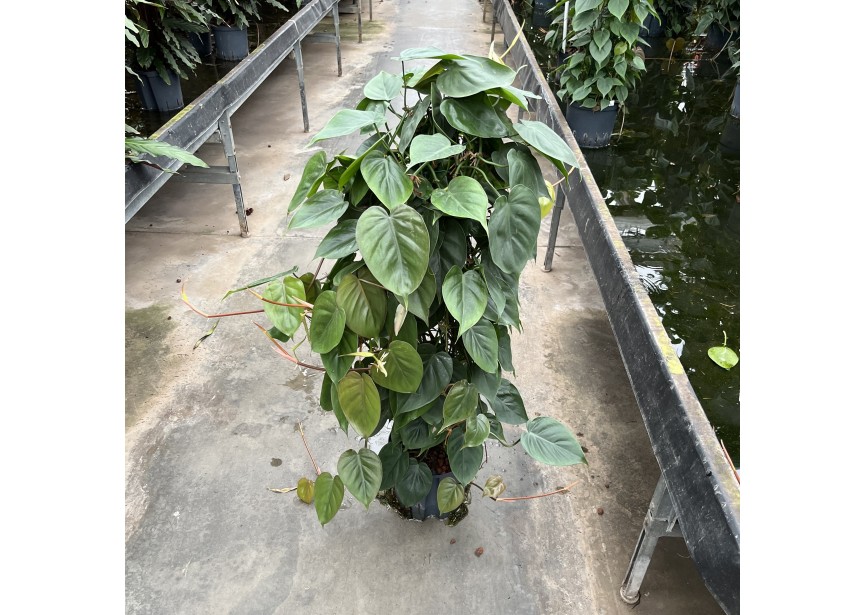 PHILODENDRON SCANDENS SAULE  22/19 H100/110