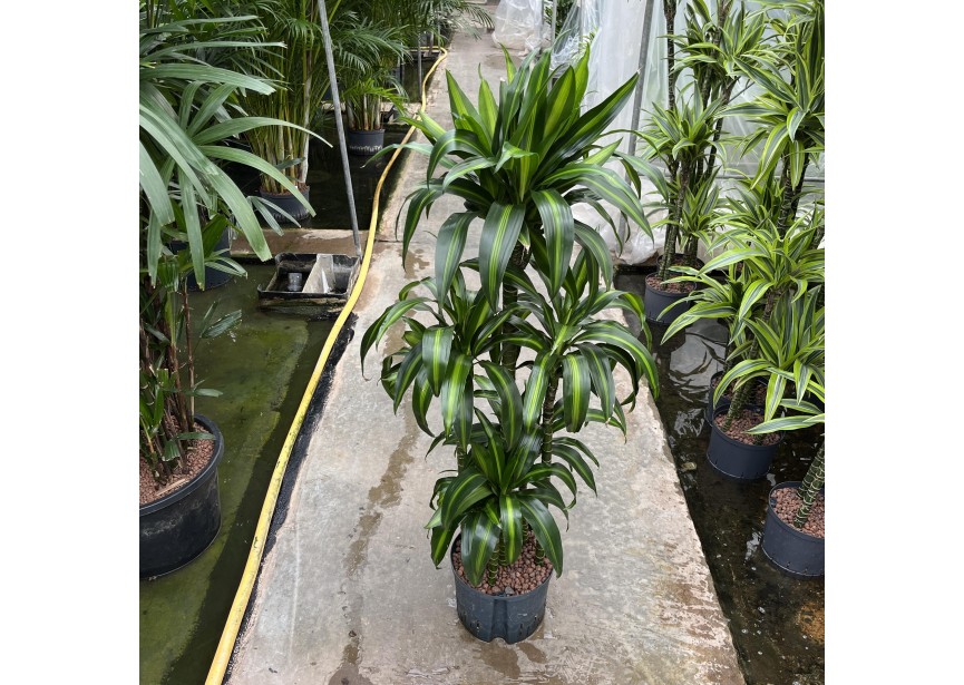 DRACAENA HAWAIAN SUNSHINE CARROUSEL 6ST 25/19 H140