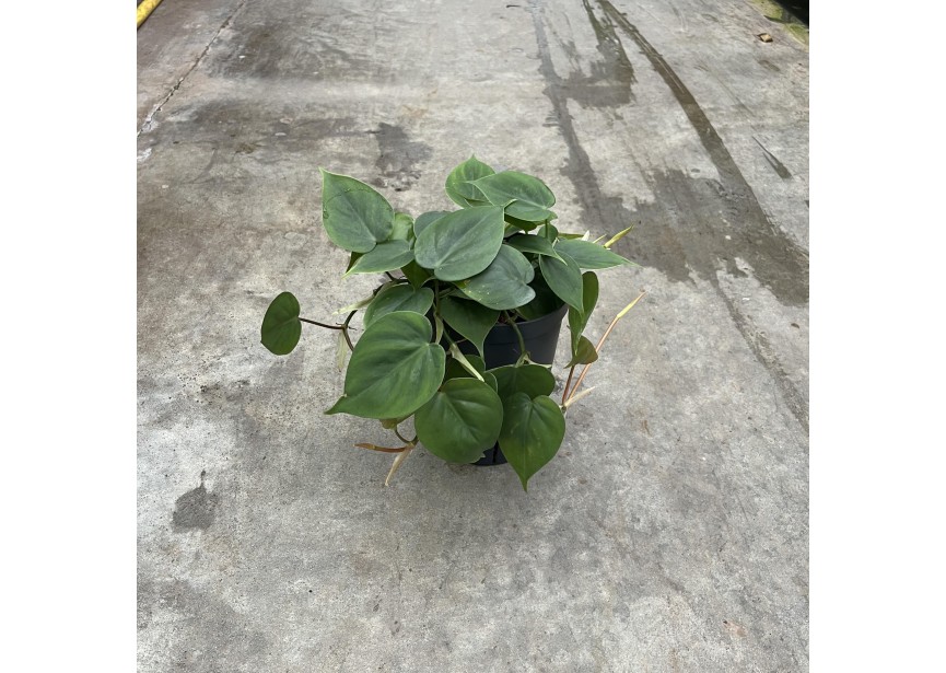 PHILODENDRON SCANDENS 15/19 H30