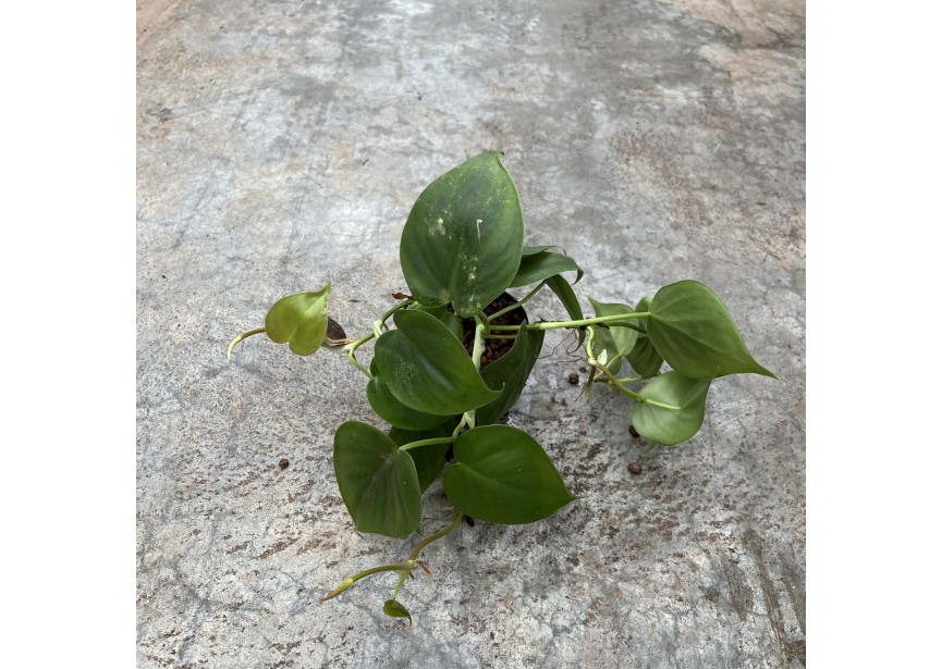 PHILODENDRON SCANDENS 9/7 H25