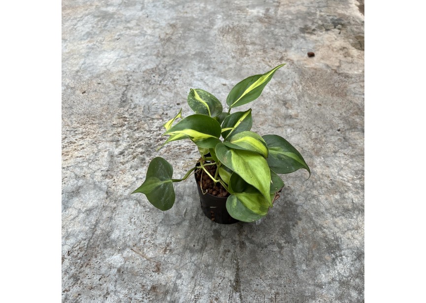 PHILODENDRON SCANDENS VARIEGATA   9/7 H25