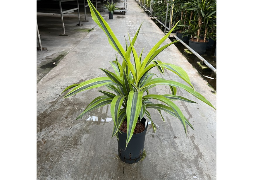 DRACAENA LEMON LINE TRONC 15  15/19 H50