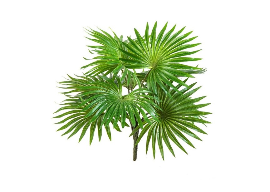 FAN PALM BUSH X 10 LEAVES