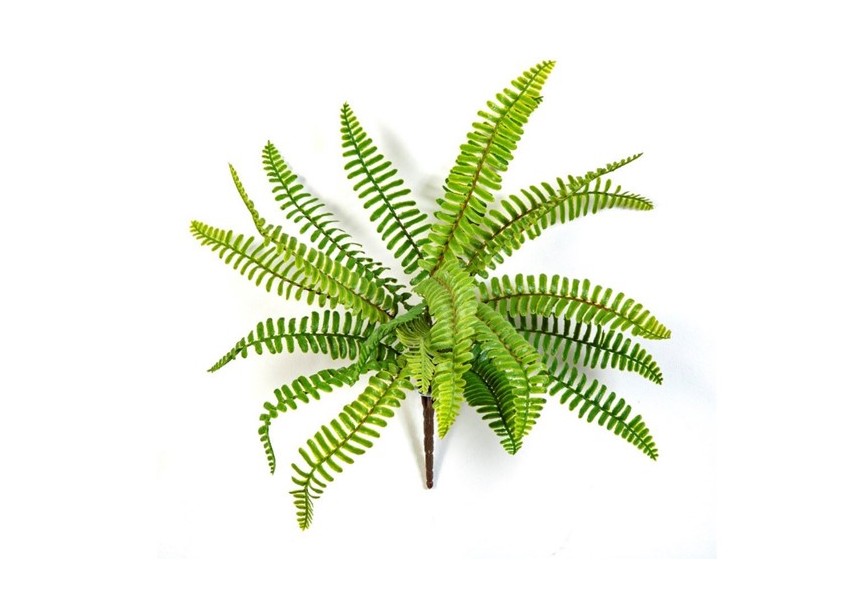 WILD BOSTON FERN