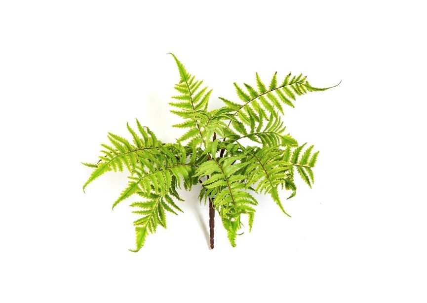 CINNAMON FERN