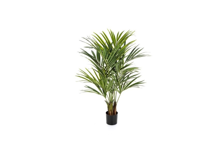 5 NATURAL KENTIA PALM DE LUXE H140