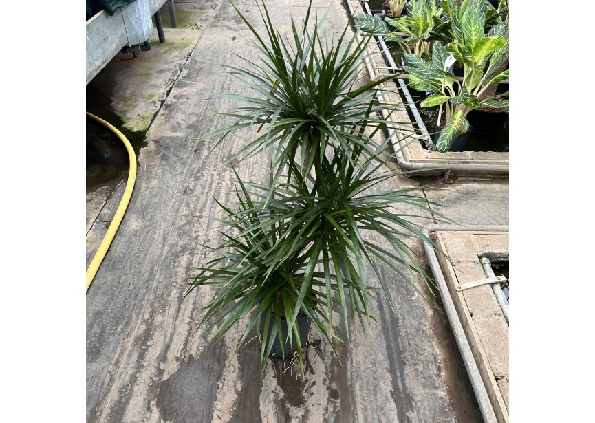 DRACAENA MARGINATA (60/30/15) 15/19 H100