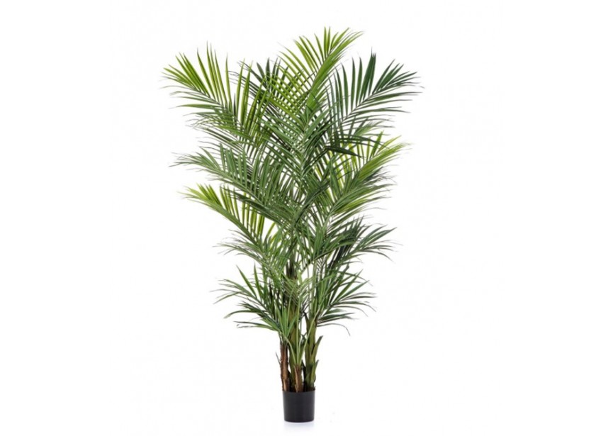 9 NATURAL KENTIA PALM DE LUXE