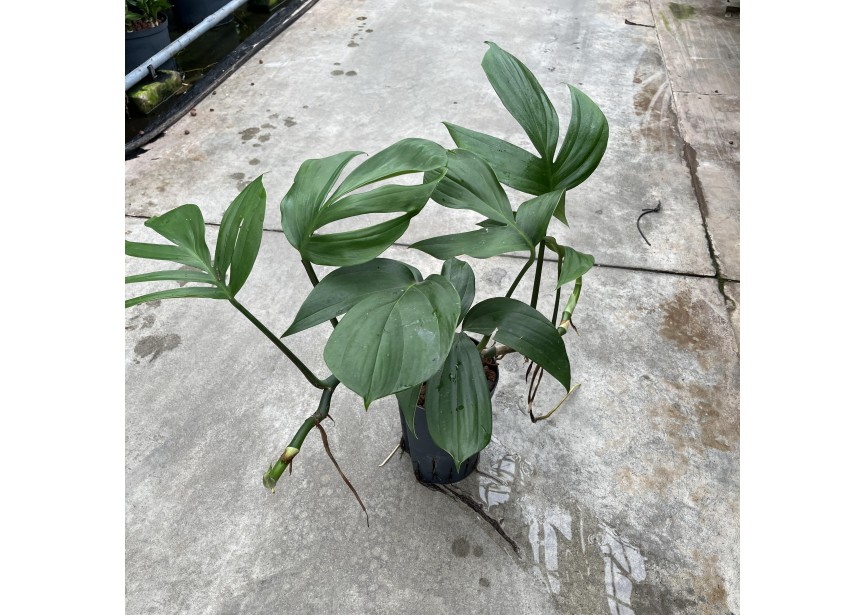 PHILODENDRON DRAGON TAIL 15/19 H60