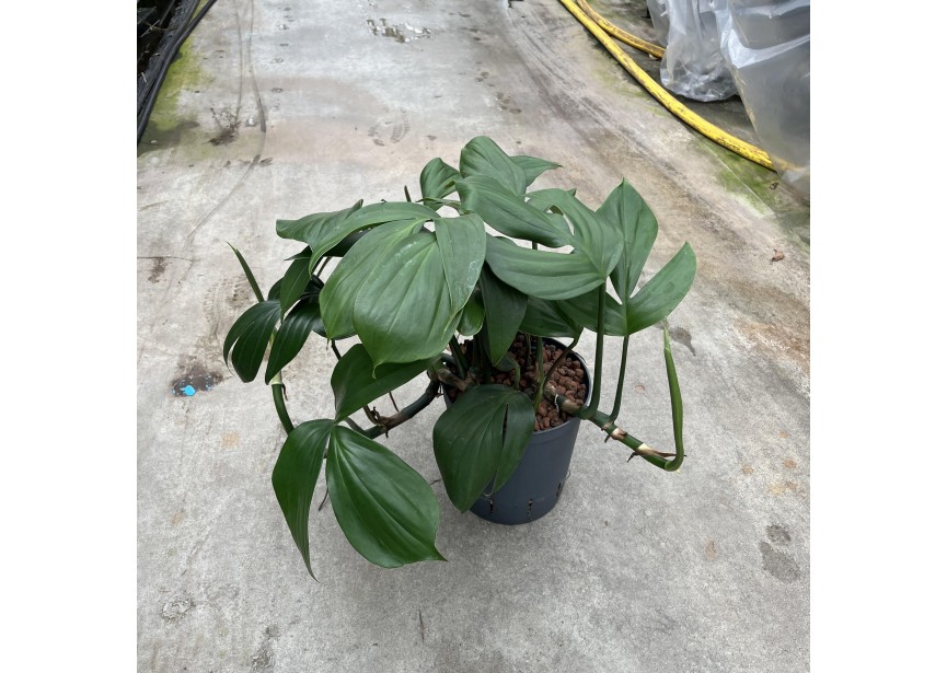 PHILODENDRON DRAGON TAIL 18/19 H60