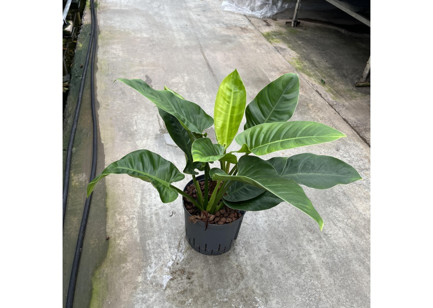 PHILODENDRON IMPERIAL GREEN  22/19 H70