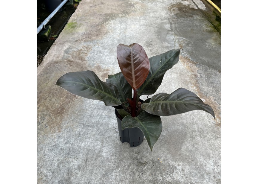PHILODENDRON IMPERIAL RED 15/19 H50