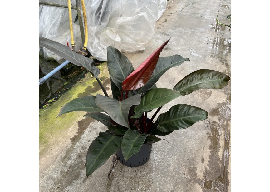 PHILODENDRON IMPERIAL RED  22/19 H60