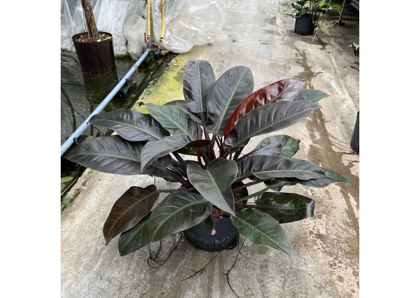 PHILODENDRON IMPERIAL RED 3PP 25/19 H60
