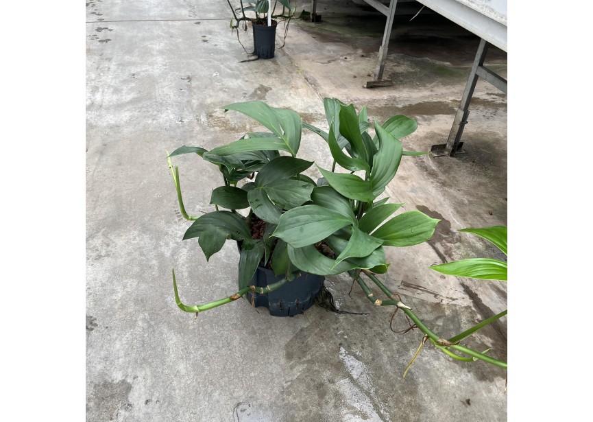 PHILODENDRON DRAGON TAIL 25/19 H60