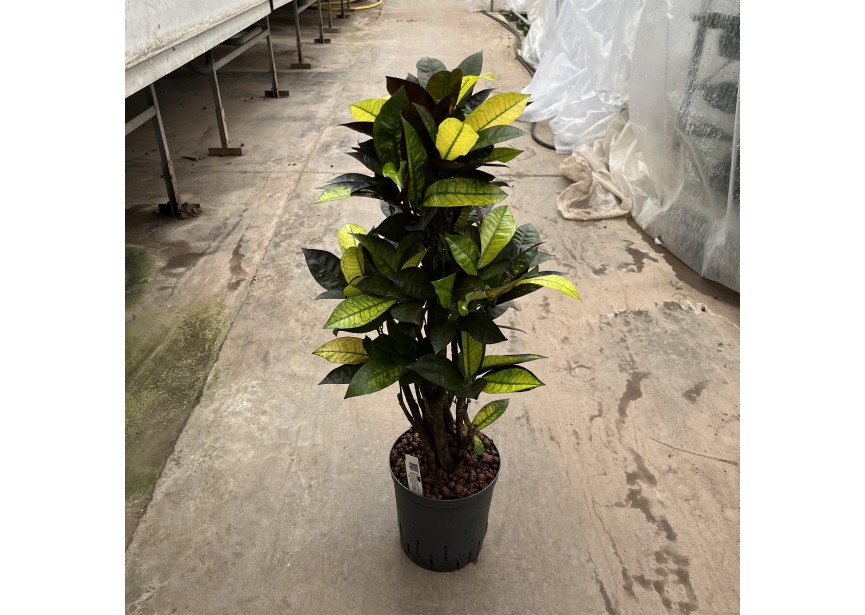 CROTON ICETON BRANCHED 22/19  H90/100