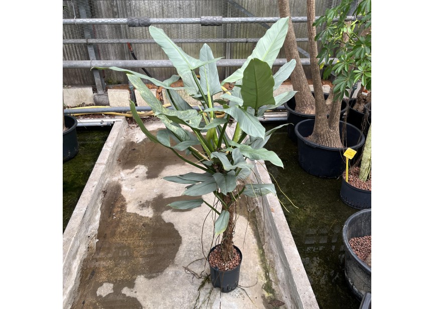 PHILODENDRON SILVER QUEEN MOOSSTAB  18/19 H120