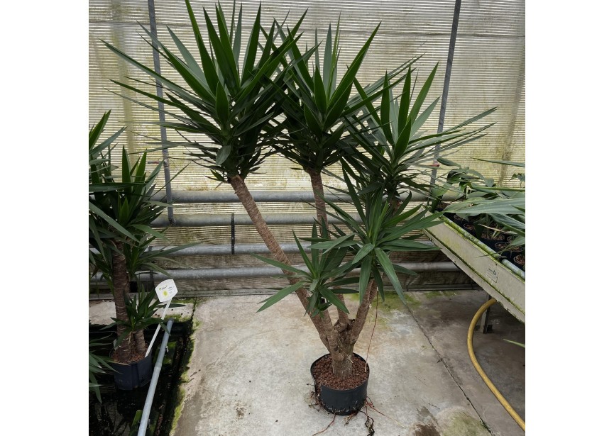 YUCCA BRANCHED 28/19 H170