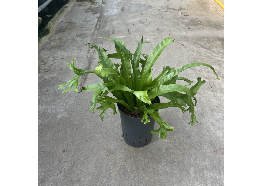 ASPLENIUM AMY  15/19 H40