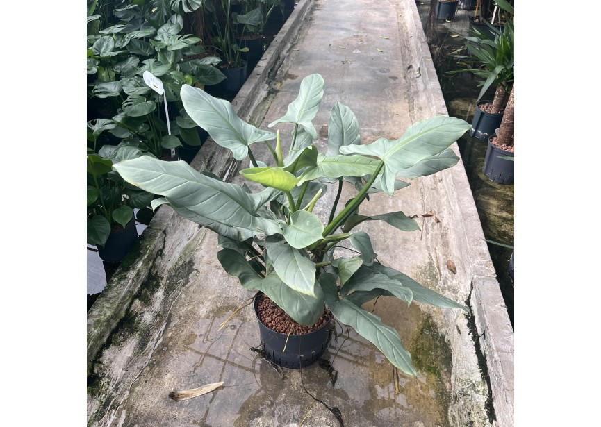 PHILODENDRON SILVER QUEEN 25/19 H80