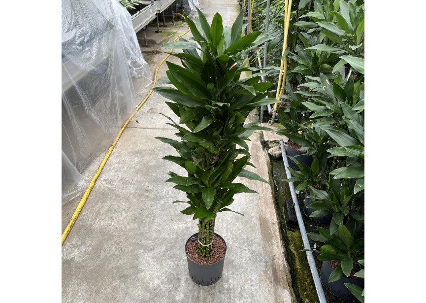 DRACAENA JANET LIND BRANCHED 22/19 H130