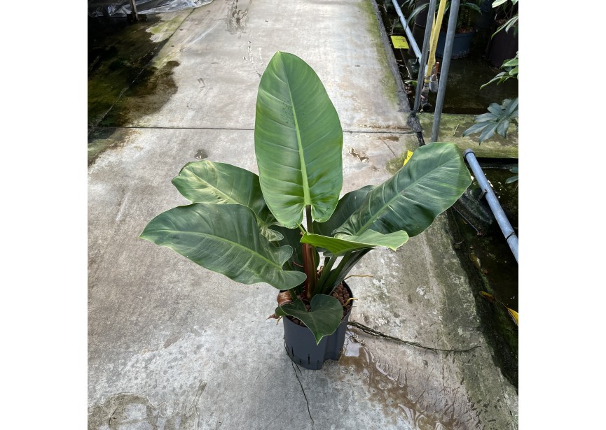 PHILODENDRON IMPERIAL GREEN 18/19 H60