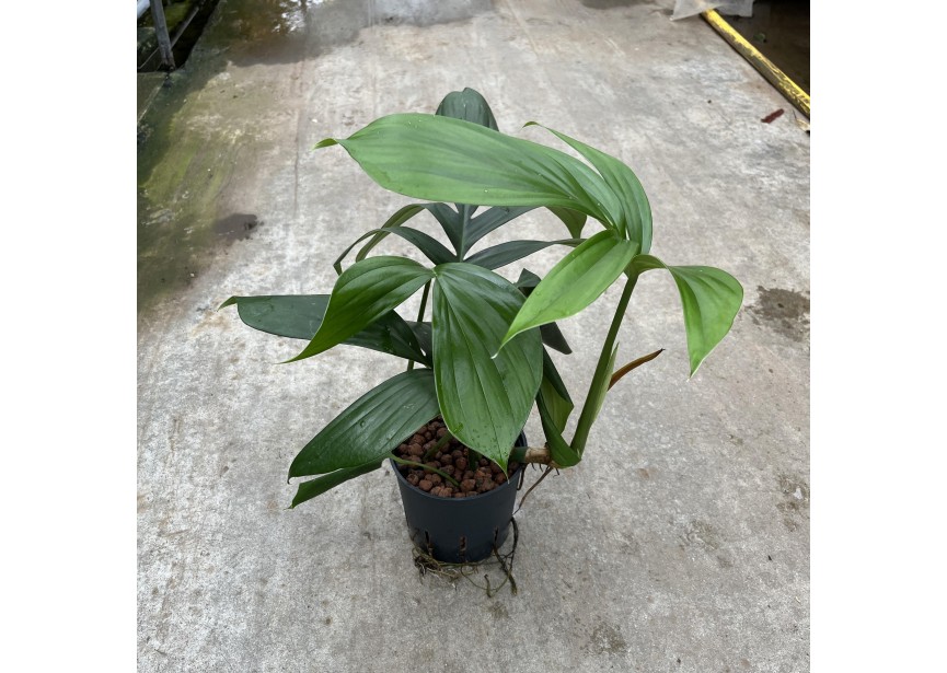 PHILODENDRON DRAGON TAIL 13/12 H25