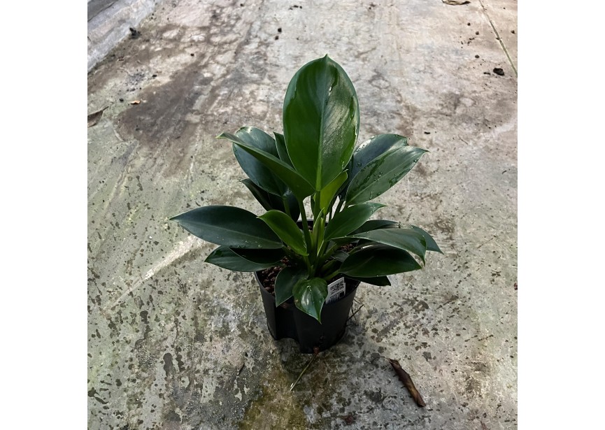 PHILODENDRON IMPERIAL CONGO 13/12 H25