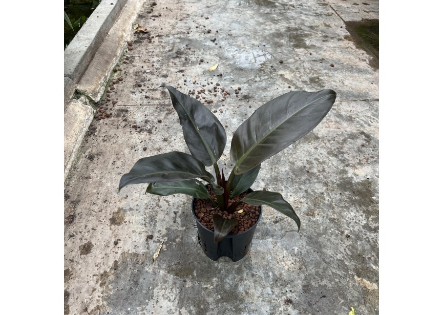 PHILODENDRON IMPERIAL RED  13/12 H30