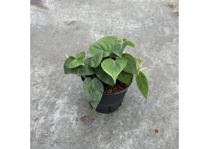 PHILODENDRON SCANDENS 13/12 H30