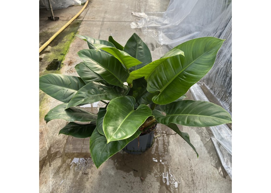 PHILODENDRON IMPERIAL GREEN 3PP 25/19 H60