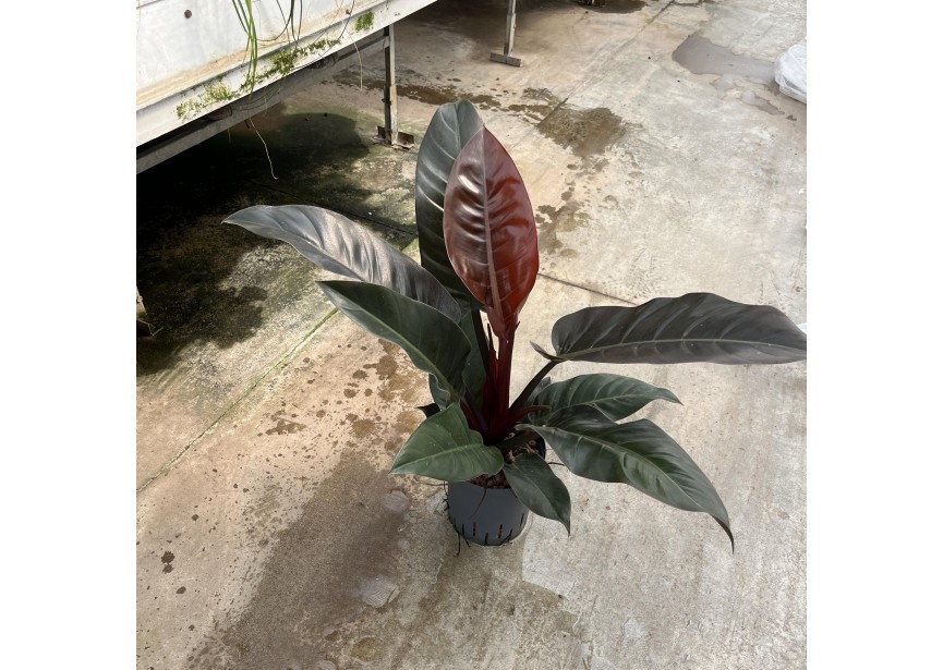 PHILODENDRON IMPERIAL RED 18/19 H60